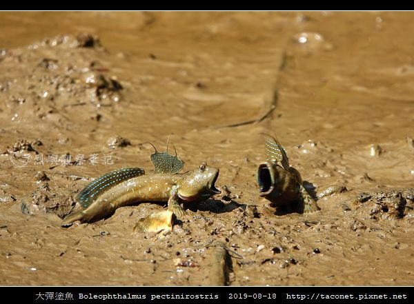 大彈塗魚 Boleophthalmus pectinirostris_11.jpg