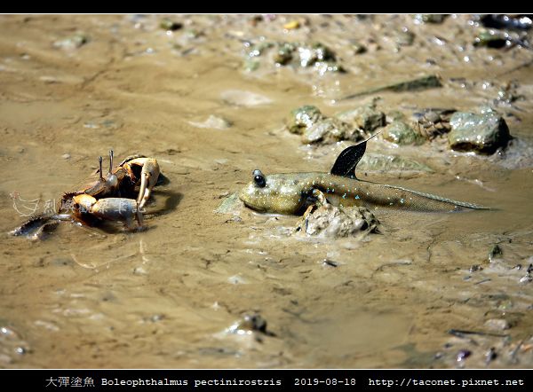 大彈塗魚 Boleophthalmus pectinirostris_13.jpg