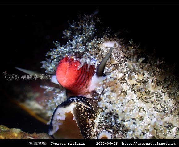 初雪寶螺 Cypraea miliaris_6.jpg