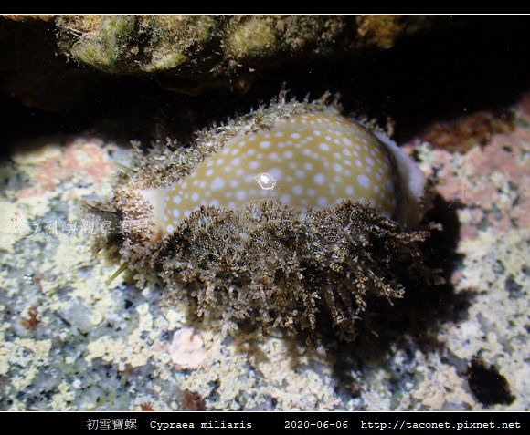 初雪寶螺 Cypraea miliaris_2.jpg