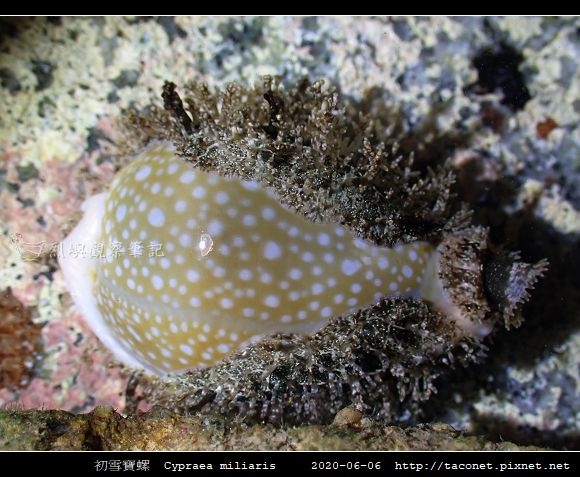 初雪寶螺 Cypraea miliaris_1.jpg