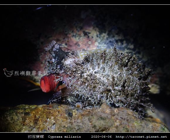 初雪寶螺 Cypraea miliaris_7.jpg