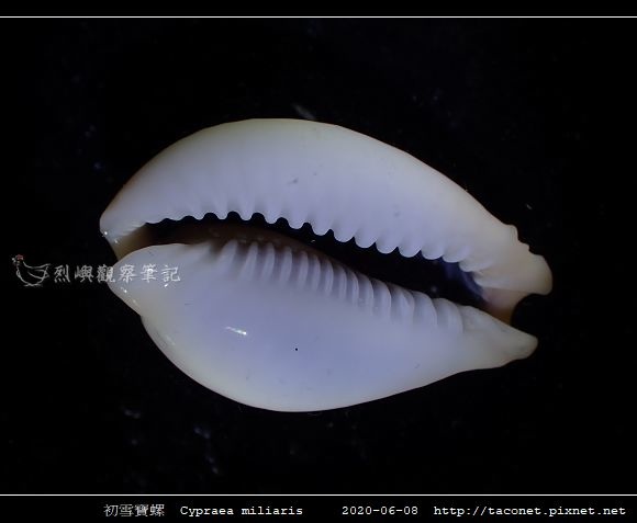 初雪寶螺 Cypraea miliaris_9.jpg