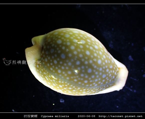 初雪寶螺 Cypraea miliaris_8.jpg