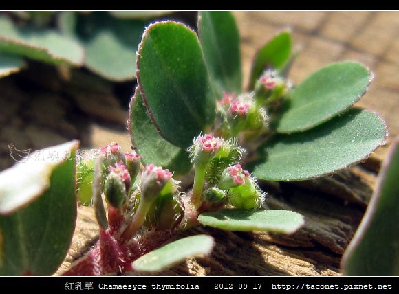 紅乳草 Chamaesyce thymifolia_5.jpg