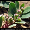 紅乳草 Chamaesyce thymifolia_5.jpg