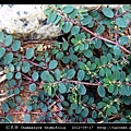 紅乳草 Chamaesyce thymifolia_4.jpg