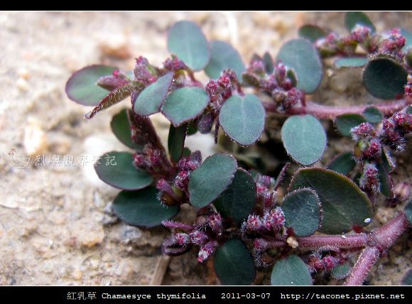 紅乳草 Chamaesyce thymifolia_2.jpg