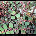 紅乳草 Chamaesyce thymifolia_1.jpg