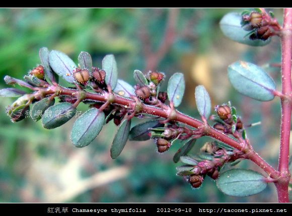 紅乳草 Chamaesyce thymifolia_9.jpg