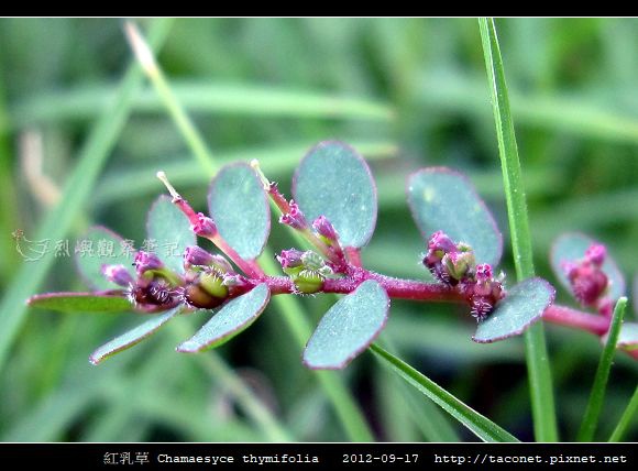 紅乳草 Chamaesyce thymifolia_7.jpg