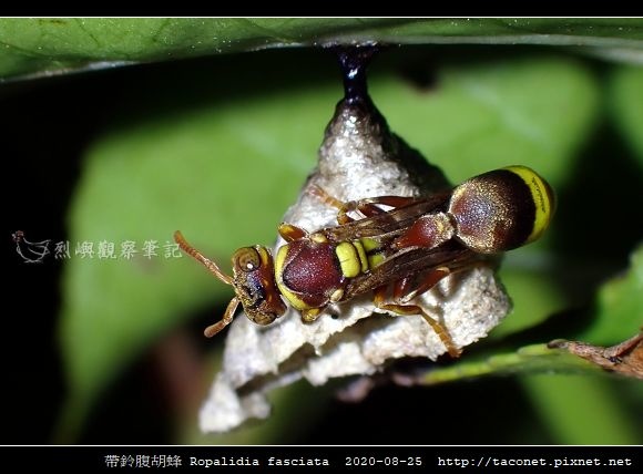 帶鈴腹胡蜂 Ropalidia fasciata_4.jpg