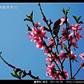 薔薇科-桃花_14.jpg