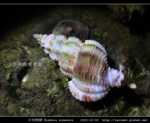 中華峨螺 Hindsia sinensis_02.jpg