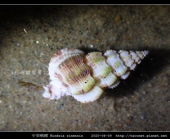 中華峨螺 Hindsia sinensis_05.jpg