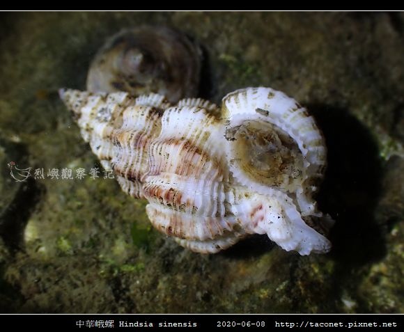 中華峨螺 Hindsia sinensis_03.jpg