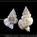 中華峨螺 Hindsia sinensis_06.jpg