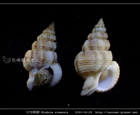 中華峨螺 Hindsia sinensis_07.jpg