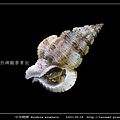 中華峨螺 Hindsia sinensis_09.jpg