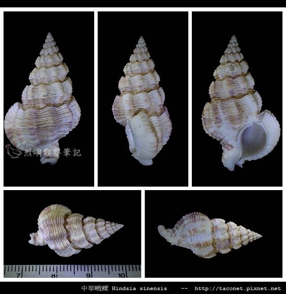 中華峨螺 Hindsia sinensis_10.jpg 中華峨螺 Hindsia sinensis_10.jpg