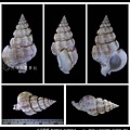 中華峨螺 Hindsia sinensis_10.jpg