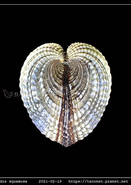 歪簾蛤 Anomalocardia squamosa _05.jpg