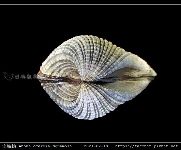 歪簾蛤 Anomalocardia squamosa _08.jpg