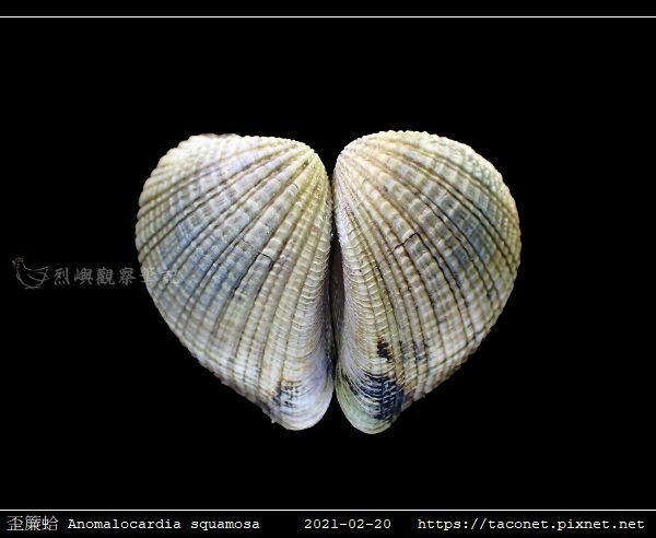歪簾蛤 Anomalocardia squamosa _11.jpg