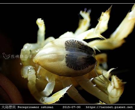 大島戀貝 Peregrinamor oshimai_04.jpg 大島戀貝 Peregrinamor oshimai_04.jpg