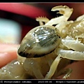 大島戀貝 Peregrinamor oshimai_07.jpg