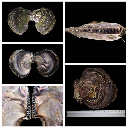 馬鞍障泥蛤 Isognomon ephippium.jpg 馬鞍障泥蛤 Isognomon ephippium.jpg