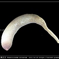 弓形革囊星蟲 Phascolosoma arcuatum_6.jpg