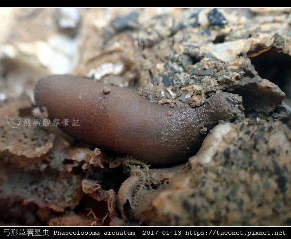 弓形革囊星蟲 Phascolosoma arcuatum_1.jpg