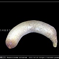 弓形革囊星蟲 Phascolosoma arcuatum_2.jpg