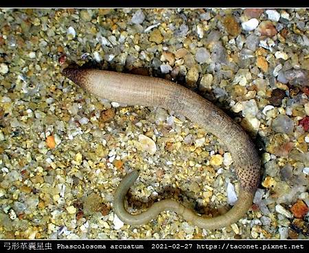 弓形革囊星蟲 Phascolosoma arcuatum_8.jpg 弓形革囊星蟲 Phascolosoma arcuatum_8.jpg