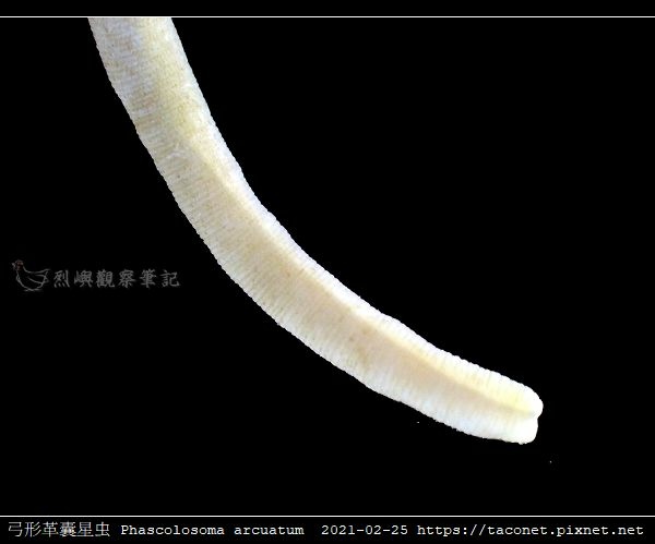 弓形革囊星蟲 Phascolosoma arcuatum_7.jpg
