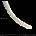 弓形革囊星蟲 Phascolosoma arcuatum_7.jpg