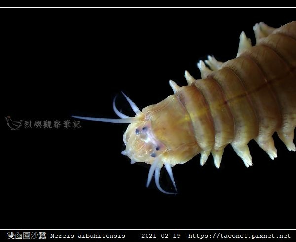 雙齒圍沙蠶 Nereis aibuhitensis_04.jpg