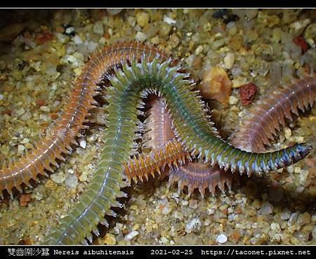 雙齒圍沙蠶perinereis Aibuhitensis 烈嶼觀察筆記 痞客邦 雙齒圍沙蠶perinereis Aibuhitensis 烈嶼觀察筆記 痞客邦