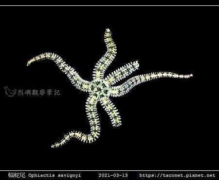 輻蛇尾 Ophiactis savignyi_05.jpg