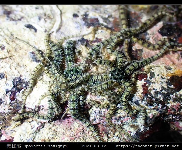 輻蛇尾 Ophiactis savignyi_03.jpg