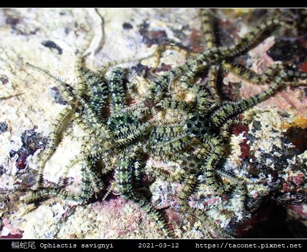 輻蛇尾 Ophiactis savignyi_03.jpg