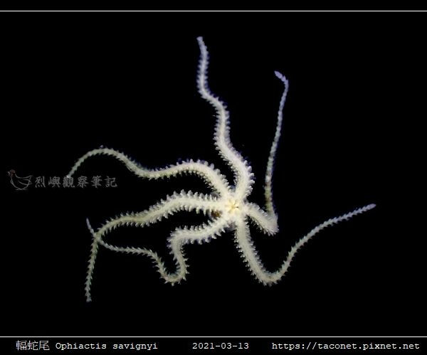 輻蛇尾 Ophiactis savignyi_10.jpg