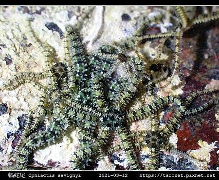 輻蛇尾 Ophiactis savignyi_02.jpg 輻蛇尾 Ophiactis savignyi_02.jpg