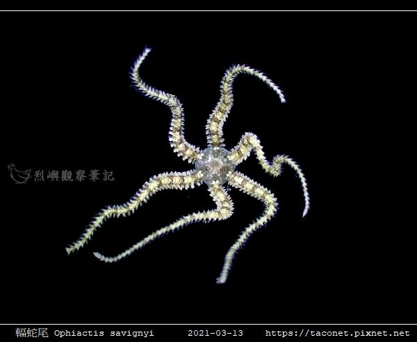 輻蛇尾 Ophiactis savignyi_09.jpg