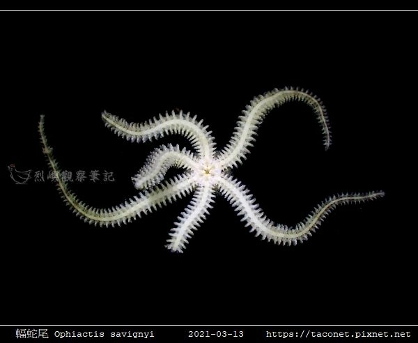 輻蛇尾 Ophiactis savignyi_08.jpg