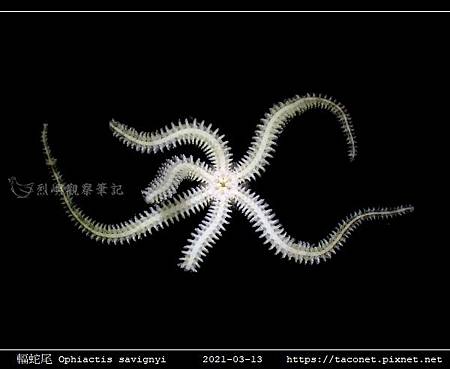 輻蛇尾 Ophiactis savignyi_08.jpg