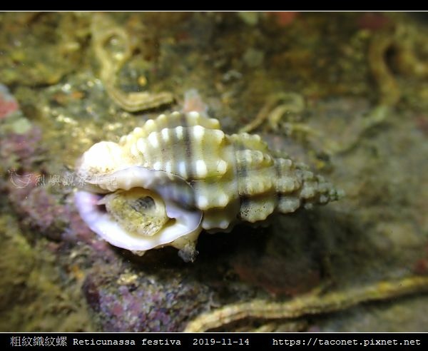 粗紋織紋螺 Reticunassa festiva_12.jpg