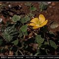 磨盤草 Abutilon indicum_06.jpg