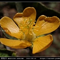 磨盤草 Abutilon indicum_03.jpg